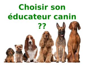 choisir-educateur-canin